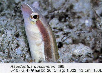 Aspidontus dussumieri